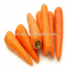 Harvest fresh carrot with good price
